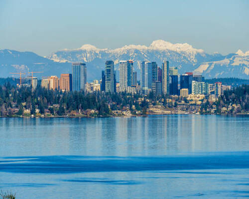 Pest Control Bellevue