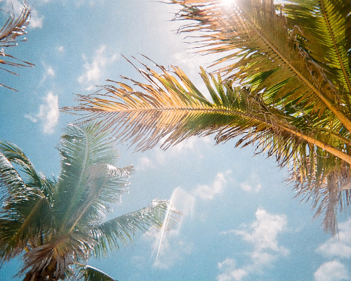 Poinciana