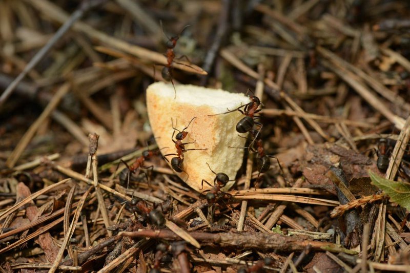 Should I Get A Pest Inspection When Buying A House?