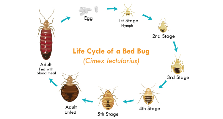 what do cockroaches look like