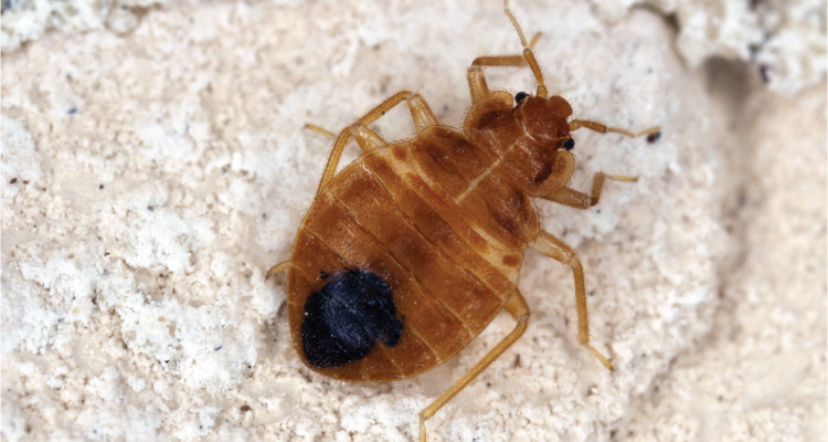 cockroaches