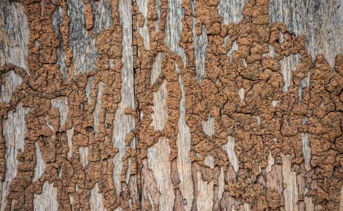 How Do I know if I Have Termites: Essential Signs and Solutions