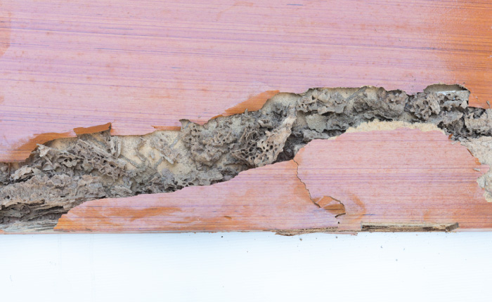 determining if I Have Termites