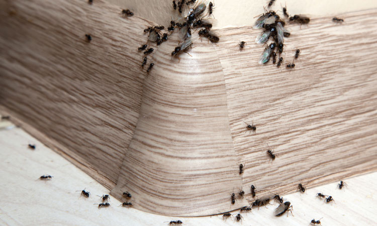 Arizona home and pest treatment frequency