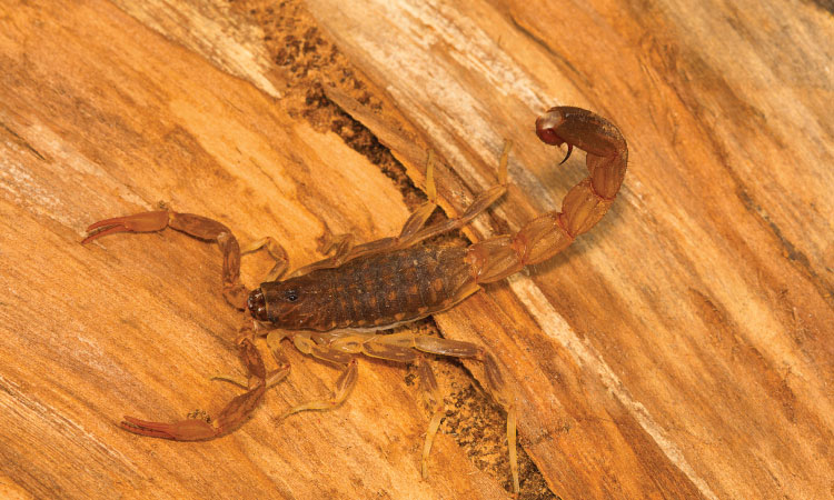 pest control frequency for Arizona homes
