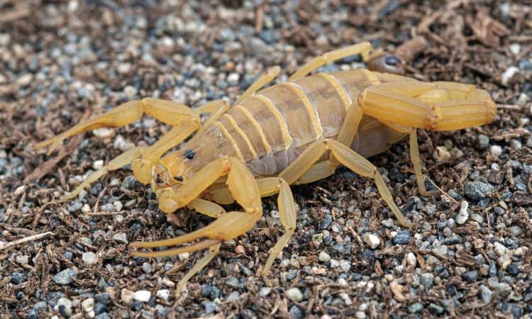 Scorpions in Arizona: Guide to Scorpion Identification and Safety