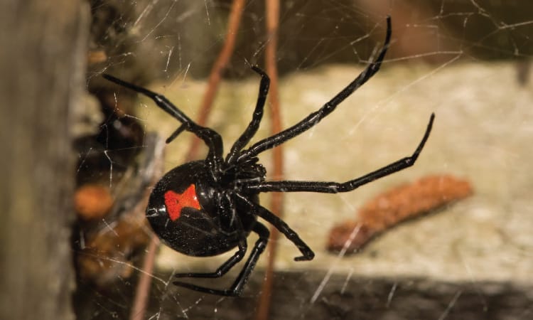 Arizona Black Widow: Identification, Behavior & Safety Tips