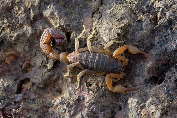 Scorpions and Pools: Understanding the Risks and Solutions
