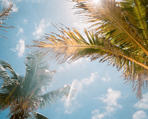 Poinciana