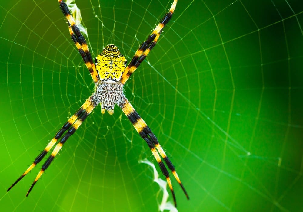 Garden Spiders: Everything You Need to Know (and More)