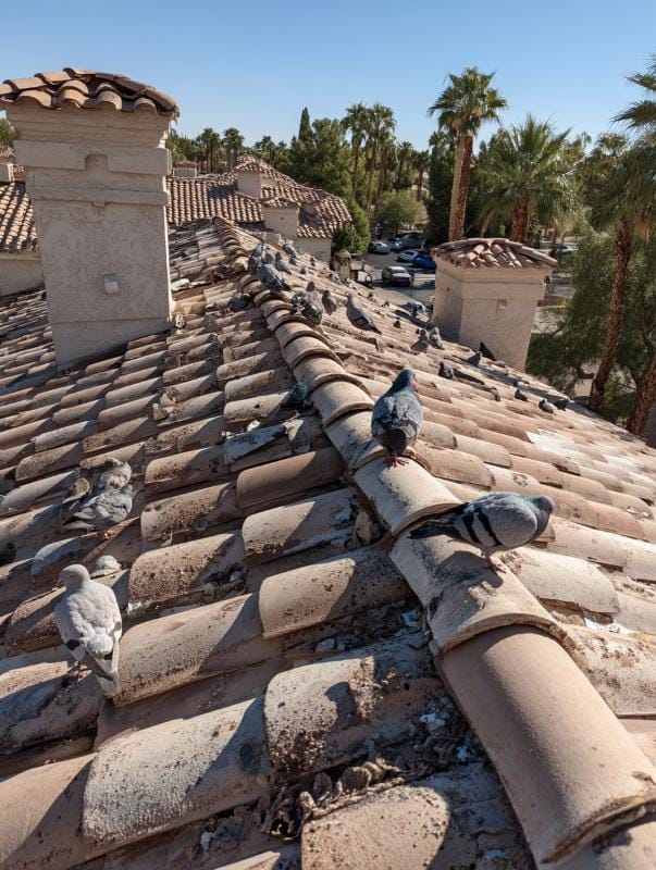 Health & Property Risks from Pigeon Activity