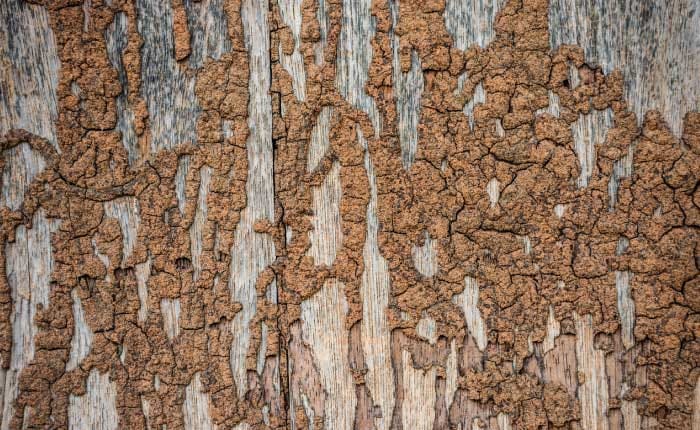How Do I know if I Have Termites: Essential Signs and Solutions