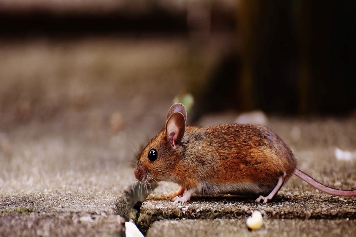 Pest Inspection for Home Buyers: Is It Necessary?