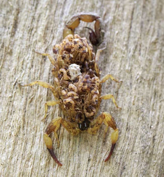 scorpion control phoenix