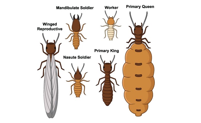 What Do Termites Look Like: Appearance, Behavior, and Impact